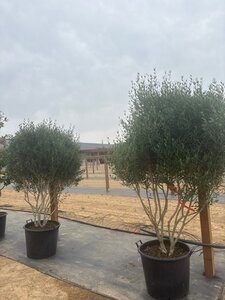 Phillyrea angustifolia 175-200 cm cont. 90L meerstammig - afbeelding 6