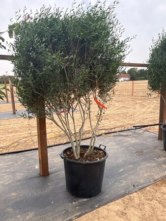 Phillyrea angustifolia 175-200 cm cont. 90L meerstammig - afbeelding 7