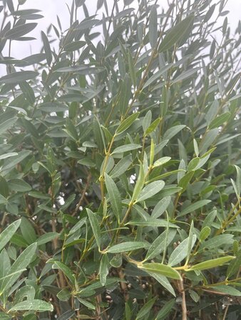 Phillyrea angustifolia 175-200 cm cont. 90L meerstammig - afbeelding 3