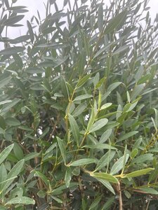 Phillyrea angustifolia 175-200 cm cont. 90L meerstammig - afbeelding 3