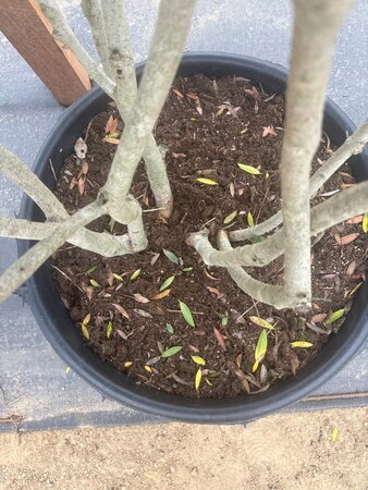Phillyrea angustifolia 175-200 cm cont. 90L meerstammig - afbeelding 8