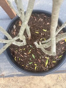 Phillyrea angustifolia 175-200 cm cont. 90L meerstammig - afbeelding 8