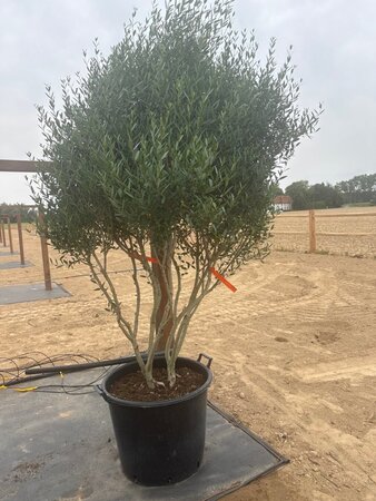 Phillyrea angustifolia 175-200 cm cont. 90L meerstammig - afbeelding 9