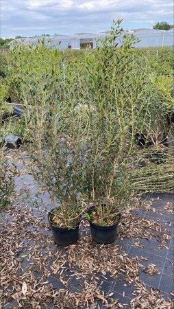 Phillyrea angustifolia 60-80 cm cont. 7,5L