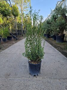 Phillyrea angustifolia 80-100 cm cont. 10L