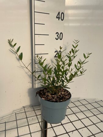 Phillyrea angustifolia geen maat specificatie cont. 2,0L