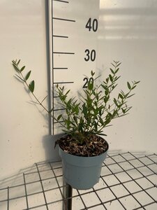 Phillyrea angustifolia geen maat specificatie cont. 2,0L