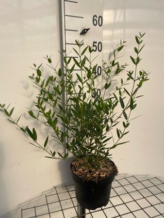 Phillyrea angustifolia geen maat specificatie cont. 3,0L