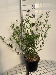 Phillyrea angustifolia geen maat specificatie cont. 3,0L