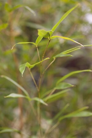 Phyllostachys aureos. 'Spectabilis' 60-100 cm cont. 3,0L