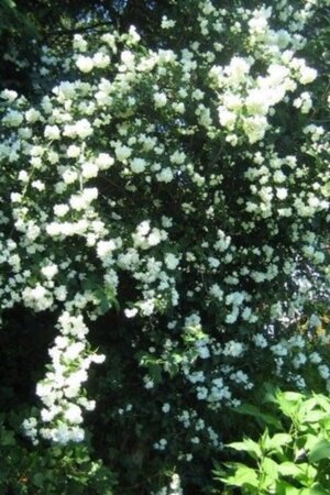 Philadelphus 'Bouquet Blanc' 80-100 cm cont. 10L - afbeelding 1