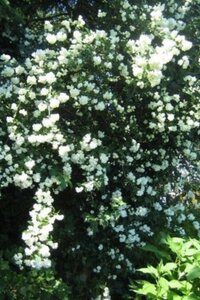 Philadelphus 'Bouquet Blanc' 80-100 cm cont. 10L - afbeelding 1