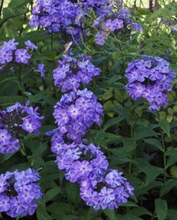 Phlox (P) 'Blue Boy' geen maat specificatie 0,55L/P9cm - afbeelding 4