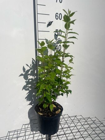 Philadelphus 'Belle Etoile' 50-60 cm cont. 3,0L