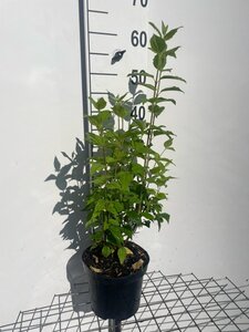 Philadelphus 'Belle Etoile' 50-60 cm cont. 3,0L