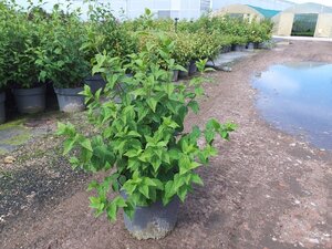 Philadelphus 'Belle Etoile' 80-100 cm cont. 10L - afbeelding 5