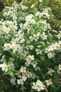 Philadelphus 'Belle Etoile' 80-100 cm cont. 10L - afbeelding 2