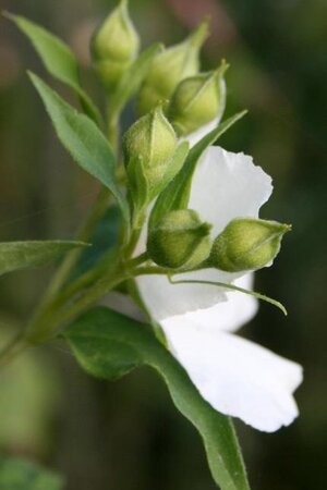 Philadelphus 'Belle Etoile' 80-100 cm cont. 10L - afbeelding 3