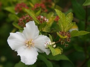 Philadelphus 'Belle Etoile' 80-100 cm cont. 10L - afbeelding 4
