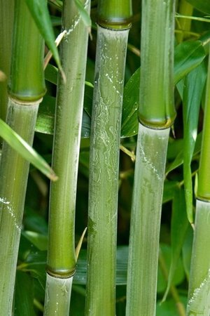 Phyllostachys bissetii 175-200 cm cont. 30L - afbeelding 1