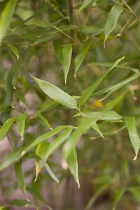 Phyllostachys bissetii 400-500 cm cont. 30L
