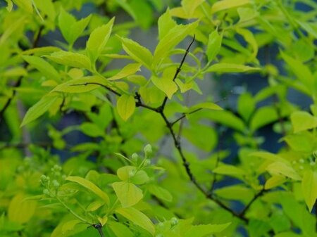Philadelphus cor. 'Aureus' 30-50 cm cont. 3,0L - afbeelding 1