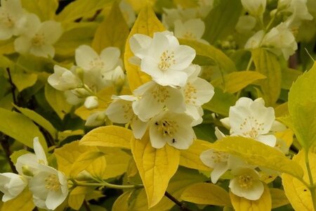 Philadelphus cor. 'Aureus' 30-50 cm wortelgoed struik - afbeelding 2
