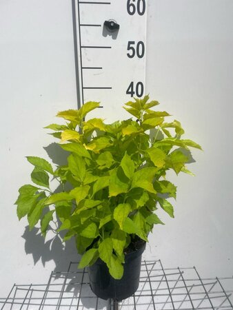 Philadelphus cor. 'Aureus' geen maat specificatie cont. 3,0L - afbeelding 1