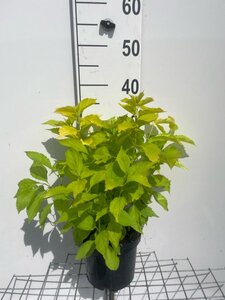 Philadelphus cor. 'Aureus' geen maat specificatie cont. 3,0L - afbeelding 1