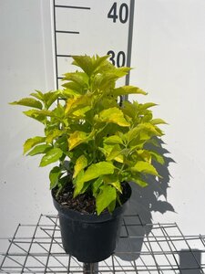 Philadelphus cor. 'Aureus' geen maat specificatie cont. 3,0L - afbeelding 2