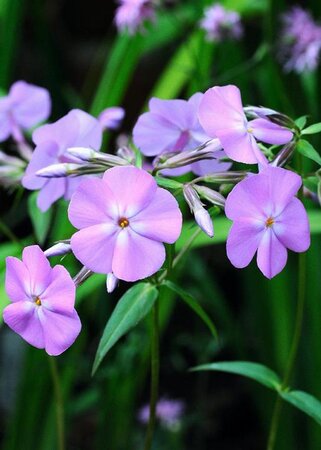 Phlox carolina 'Bill Baker' geen maat specificatie 0,55L/P9cm