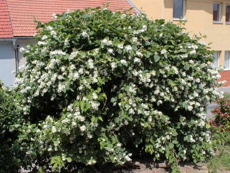 Philadelphus coronarius 40-60 cm wortelgoed struik - afbeelding 3