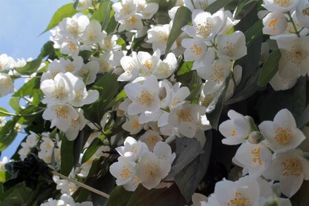 Philadelphus coronarius 40-60 cm wortelgoed struik - afbeelding 5