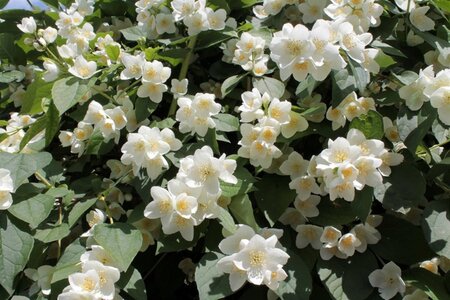 Philadelphus coronarius 40-60 cm wortelgoed struik - afbeelding 6