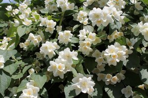 Philadelphus coronarius 40-60 cm wortelgoed struik - afbeelding 6