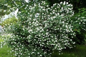 Philadelphus 'Dame Blanche' 60-100 cm wortelgoed struik - afbeelding 1