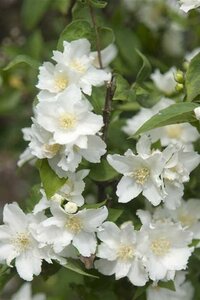 Philadelphus 'Dame Blanche' 60-100 cm wortelgoed struik - afbeelding 2