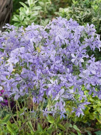 Phlox div. 'Clouds of Perfume' geen maat specificatie 0,55L/P9cm - afbeelding 7