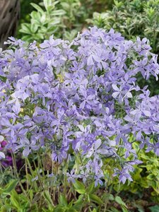 Phlox div. 'Clouds of Perfume' geen maat specificatie 0,55L/P9cm - afbeelding 7
