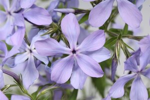 Phlox div. 'Clouds of Perfume' geen maat specificatie 0,55L/P9cm - afbeelding 8