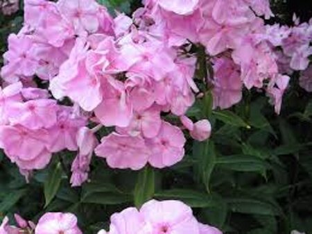Phlox (P) 'Elizabeth Arden' geen maat specificatie 0,55L/P9cm - afbeelding 1