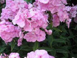 Phlox (P) 'Elizabeth Arden' geen maat specificatie 0,55L/P9cm - afbeelding 1