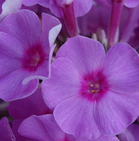 Phlox (P) 'Eva Cullum' geen maat specificatie 0,55L/P9cm - afbeelding 1