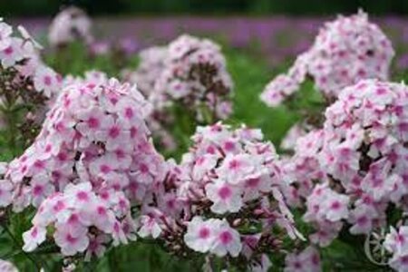 Phlox (P) 'Europa' geen maat specificatie 0,55L/P9cm - afbeelding 2