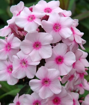 Phlox (P) 'Europa' geen maat specificatie 0,55L/P9cm - afbeelding 3
