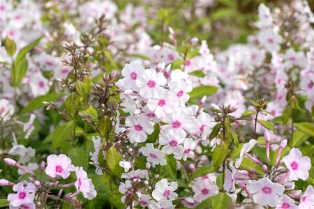 Phlox (P) 'Europa' geen maat specificatie 0,55L/P9cm - afbeelding 1