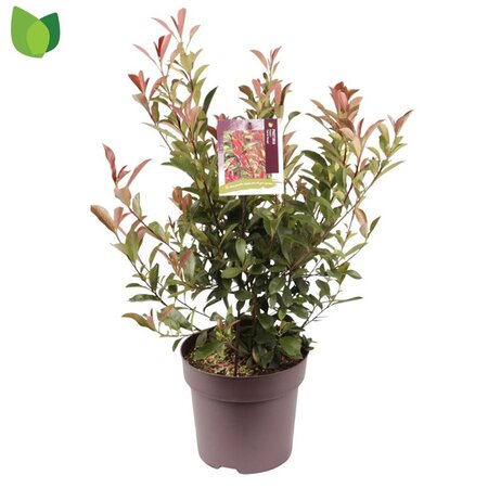 Photinia fraseri 'Carré Rouge' 60-80 cm cont. 10L