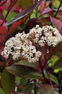 Photinia fraseri 'Little Red Robin' 40-60 cm cont. 10L - afbeelding 3
