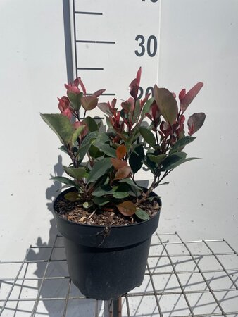 Photinia fraseri 'Little Red Robin' geen maat specificatie cont. 3,0L