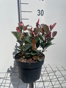 Photinia fraseri 'Little Red Robin' geen maat specificatie cont. 3,0L